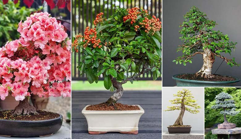 Most Famous Bonsai Trees in the World – Iconic & Legendary Miniature Trees